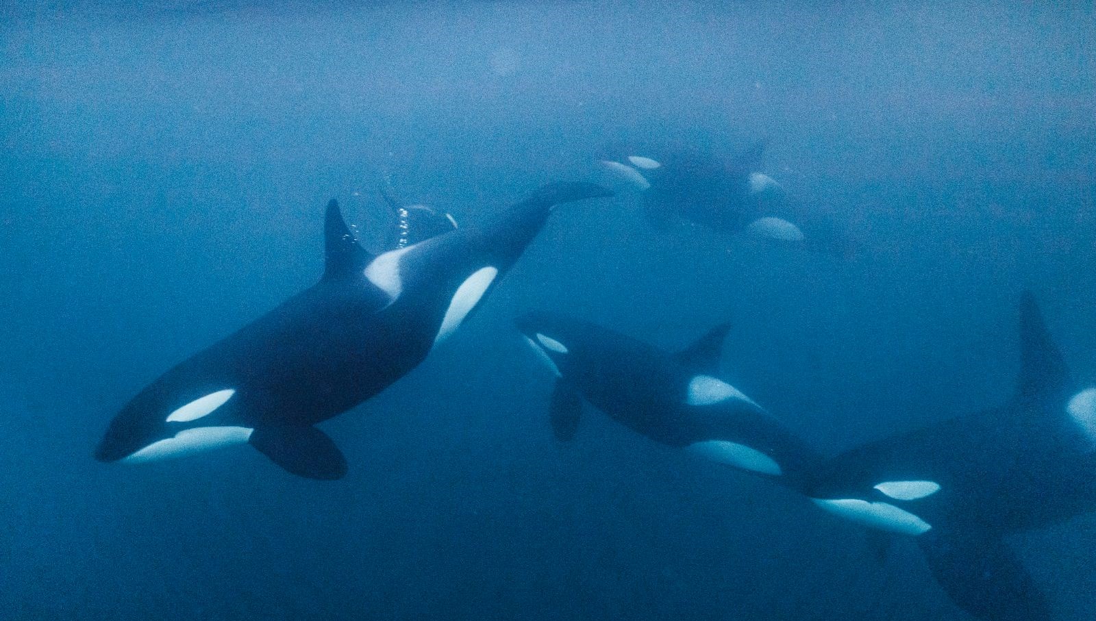 portekiz aciklarinda orka saldirisi 5 kisilik turist botu batti ujuRROCA