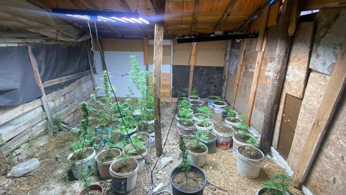 kusadasinda hint keneviri yetistiren iki supheli yakalandi v4mCOjlP.jpg