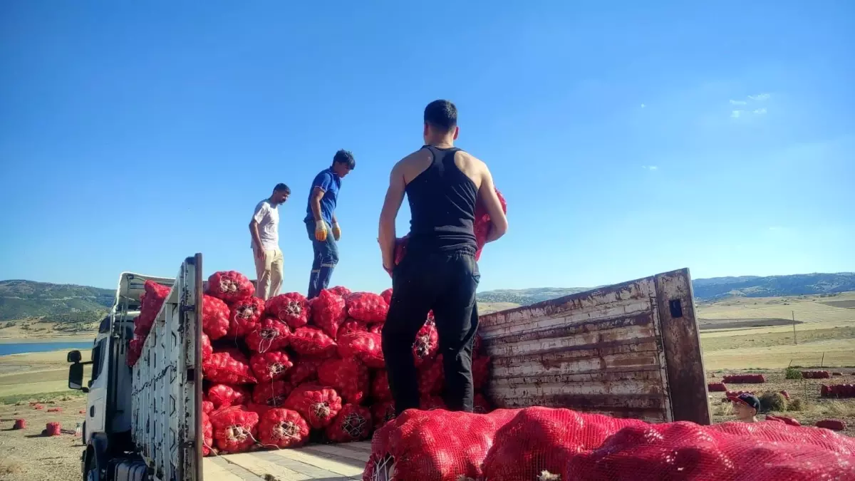 yozgatta sogan hasadi imece usuluyle yapiliyor 1VtCGB3a.jpg